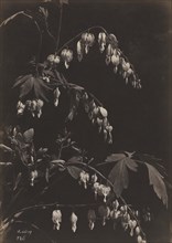Floral Still Life (Bleeding Hearts), c. 1865. Creator: Charles Aubry (French, 1811-1877).