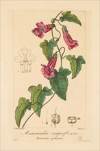 Flore des Jardiniers, Amateurs et Manufacturiers: Maurandia semperflorens, 1836. Creator: Jean Pierre Frederic Barrois (French, 1786-aft 1841); Pancrace Bessa (French, 1772-1846).