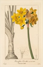 Flore des Jardiniers, Amateurs et Manufacturiers: Polyanthus or Cluster Narcissus, 1836. Creator: Pancrace Bessa (French, 1772-1846).