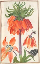 Florilegium: (page 19 recto) orange fritillaria imperialis (crown imperial) , 1608. Creator: Unknown.