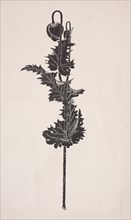 Flower Study. Creator: Harry Fenn (American, 1838/45-1911).