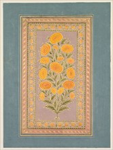 Flowering Marigold, c. 1765. Creator: Hunhar II (Indian, active mid-1700s), style of.