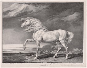 Fourteen Celebrated Horses: Adonis, 1824. Creator: James Ward (British, 1769-1859).