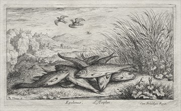 Fresh Water Fish, Part II: Epelanus, L Esplan. Creator: Albert Flamen (Flemish, c. 1620-1669).