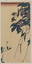 Grosbeak and Clematis, mid-1830s. Creator: Ando Hiroshige (Japanese, 1797-1858).