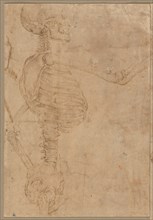 Half-Length Skeleton in Profile, early 1540s. Creator: Battista Franco (Italian, 1498?-1561).