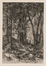 Interior of a California Forest (after Thomas Moran (American, 1837-1926)),, 1888. Creator: Mary Nimmo Moran (American, 1842-1899).