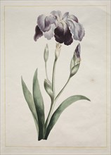 Japanese Iris (Large Blue Iris), 1801. Creator: John Edwards (British).