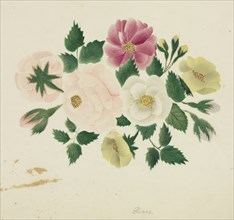 June Roses. Creator: Mary Altha Nims (American, 1817-1907).