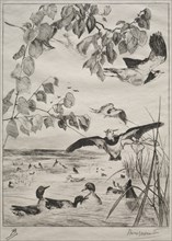 Lapwings and Teals, 1862. Creator: Félix Bracquemond (French, 1833-1914); Alfred Cadart.