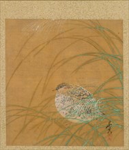 Leaf from Album of Seasonal Themes: Shoreline with Birds, 1847. Creator: Shibata Zeshin (Japanese, 1807-1891).