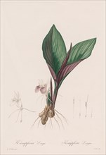 Les Liliacées: Kaempferia longa, 1802-1816. Creator: Henry Joseph Redouté (French, 1766-1853).