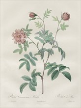 Les Roses: Rosa cinnamomea, 1817-1824. Creator: Henry Joseph Redouté (French, 1766-1853).