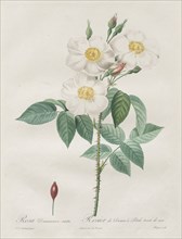 Les Roses: Rosa Damascena, subalba, 1817-1824. Creator: Henry Joseph Redouté (French, 1766-1853).