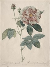 Les Roses: Rosa Gallica, 1817-1824. Creator: Henry Joseph Redouté (French, 1766-1853).