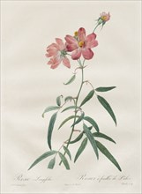 Les Roses: Rosa Longifolia, 1817-1824. Creator: Henry Joseph Redouté (French, 1766-1853).