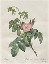 Les Roses: Rosa Villosa Terebenthina, 1817-1824. Creator: Henry Joseph Redouté (French, 1766-1853).
