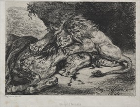 Lion Devouring a Horse, 1844. Creator: Eugène Delacroix (French, 1798-1863); Bertauts.