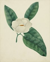 Magnolia. Creator: Mary Altha Nims (American, 1817-1907).