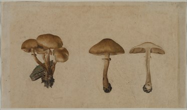 Mushrooms, 1751. Creator: Georg Wilhelm Baurenfeind (German, c. 1710-1763).