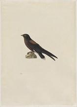 Needle-Tailed Swift (Hirundapus caudaculus), 1800s. Creator: Paul Hüet (French, 1803-1869).