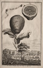 Nurnbergische Hesperides: La Luchetta Imoperiale, 1714. Creator: Joseph de Montalegre (Hungarian).
