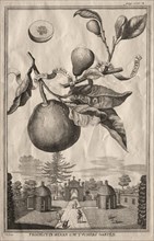 Nurnbergische Hesperides: Limon bergamotto personzin gientile, 1714. Creator: Joseph de Montalegre (Hungarian).
