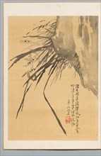 Orchid, 19th century. Creator: Watanabe Kazan (Japanese, 1793-1841).