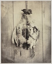 Partridges (recto), c. 1861. Creator: Captain N. Baily (British).