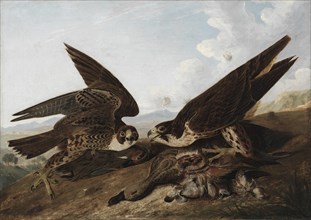 Peregrine Falcons (Duck Hawks), c. 1827. Creator: John James Audubon (American, 1785-1851).