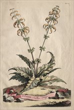Phytographia Curiosa: Horminum Indicum Majus. Creator: Abraham Munting (Dutch, 1626-1683).