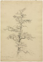 Pine Tree, Conway, New Hampshire (recto), c. 1851. Creator: David Johnson (American, 1827-1908).