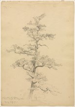 Pine Tree, Conway, New Hampshire (recto); Landscape and Tree Studies (verso), c. 1851. Creator: David Johnson (American, 1827-1908).