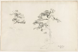 Pine, Lake George, 1871. Creator: David Johnson (American, 1827-1908).