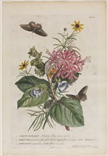 Plantae et papiliones rariores: No. 9, 1749. Creator: Georg Dionysius Ehret (German, 1708-1770).