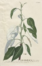 Plantae Selectae: No. 46 - Tacamahaca. Creator: Georg Dionysius Ehret (German, 1708-1770); Christopher Jacob Trew (German).