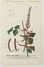Plantae Selectae: No. 58 - Corallodendron. Creator: Georg Dionysius Ehret (German, 1708-1770); Christopher Jacob Trew (German).