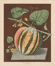 Pomona Britannica: No. 64 - Scarlet Flesh Romana Melon, 1812. Creator: George Brookshaw (British).