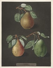 Pomona Britannica: No. 82 - Pears, 1807. Creator: George Brookshaw (British).