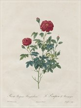 Pompon Rose, 1817-1824. Creator: Henry Joseph Redouté (French, 1766-1853).
