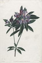 Pontic Rhododendron, 1805. Creator: Jean Louis Prévost.