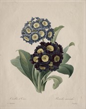 Primula auricula, 1827. Creator: Henry Joseph Redouté (French, 1766-1853).