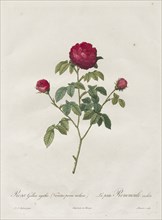 Provence or French Rose, 1817-1824. Creator: Henry Joseph Redouté (French, 1766-1853).