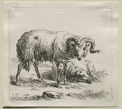 Ram and Sheep. Creator: Nicolaes Berchem (Dutch, 1620-1683).