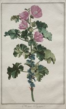 Recueil de vingtquatre plantes et fleurs: Mallow, after 1772. Creator: de Seve (French).