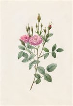 Rosa Pomponiana Muscosa, 1817-1824. Creator: Henry Joseph Redouté (French, 1766-1853).