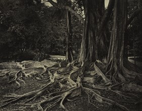 Rubber Tree, Assam, India (Ficus Elastica), c.1880s. Creator: Charles T. Scowen (British).