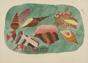Shells in Seaweed. Creator: Mary Altha Nims (American, 1817-1907).