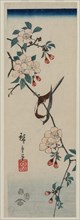 Small Bird (Swallow ?) on Cherry Branch, 1854. Creator: Ando Hiroshige (Japanese, 1797-1858).