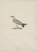 Small Pratincole (Glareola lactea), 1800s. Creator: Paul Hüet (French, 1803-1869), attributed to.